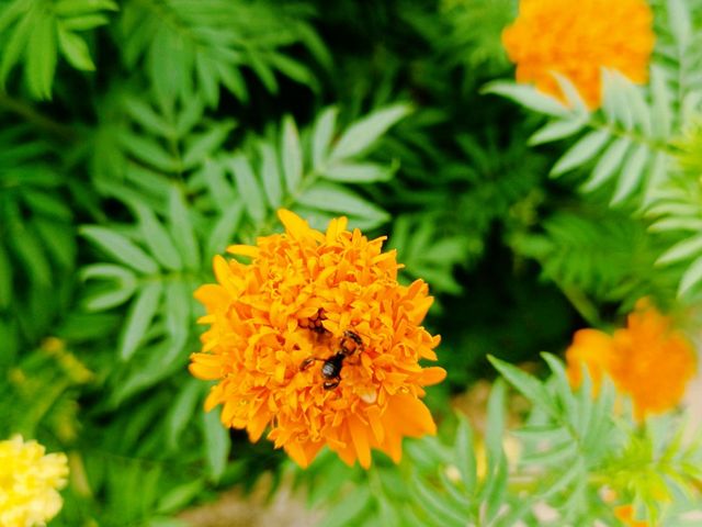 A Cocoa Village Garden Escape