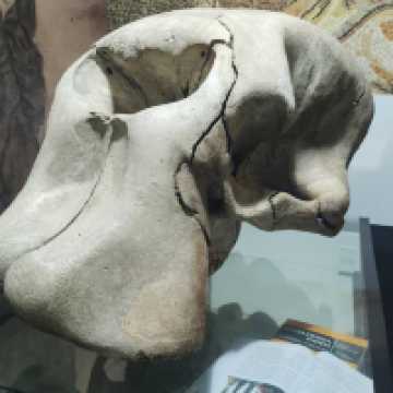 Natural Science Museum of Valencia – Exploring the Wonders of Life and Earth