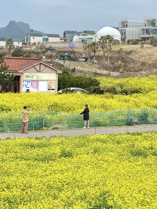 제주 산방산 유채꽃밭: 지금 가장 핫한 노란 물결 💛💛