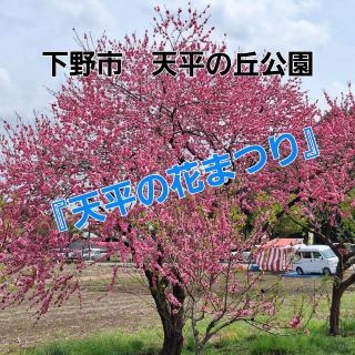 桜🌸花見スポットの天平の丘公園‼️