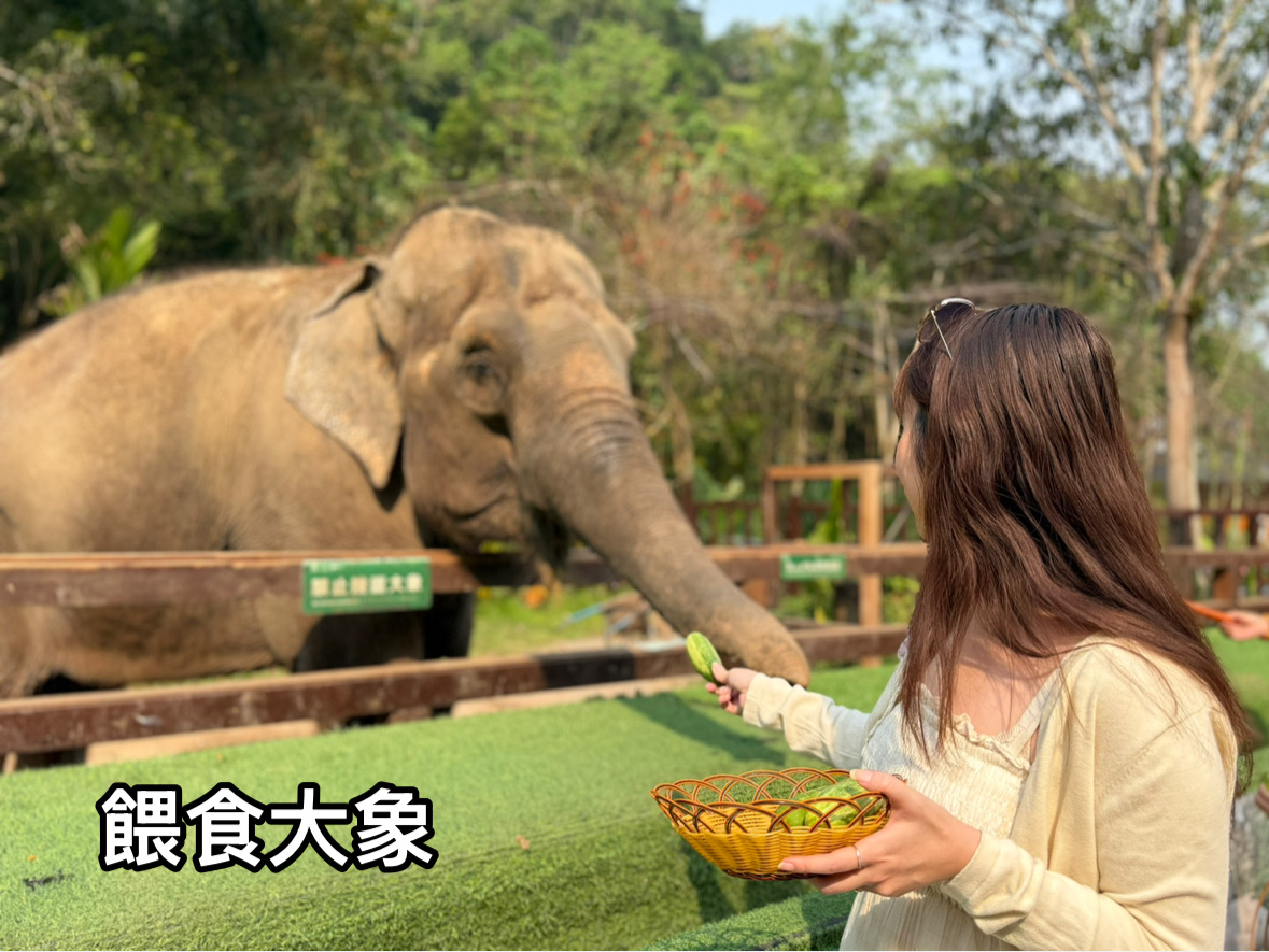 Five Days in Xishuangbanna: Rainforest, Starlight, and Gentle Wildness