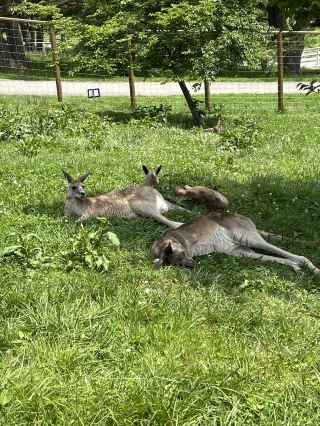 Check Out the Adorable Animals at Nasu Animal Kingdom!