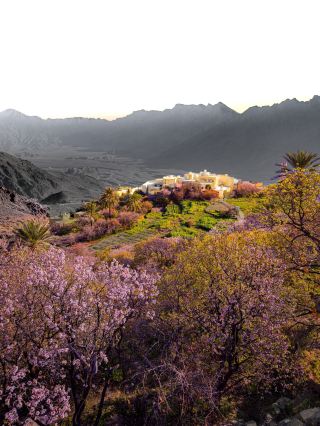 🌸 Wakan Village — Blossoms Beneath the Omani Mountains 🇴🇲