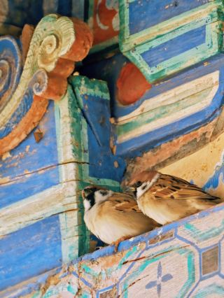 🐦 A Chubby Little Visitor at Chongtai Temple