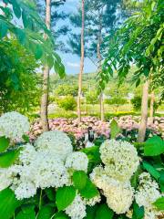 Yugu Saek-dong Hydrangea Garden