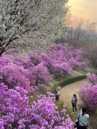 벚꽃과 함께 피어난 분홍빛 파도 부천 🌸진달래동산