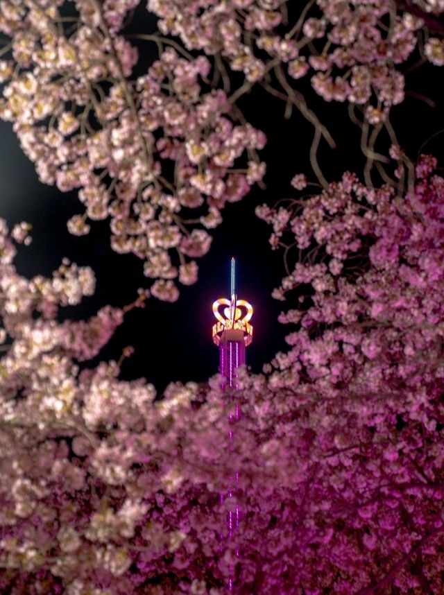 낭만적인 밤의 이월드 벚꽃