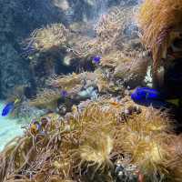 值得一去的溫哥華水族館