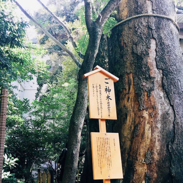 【埼玉県🇯🇵川越氷川神社】縁結びの神様⛩️可愛い鯛みくじで映えスポット