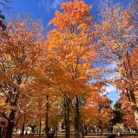 Beautiful Autumn 🍂 in High Park Toronto
