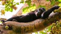 KIBALE FOREST TOURS 