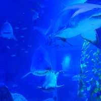 SEA LIFE Bangkok Ocean World