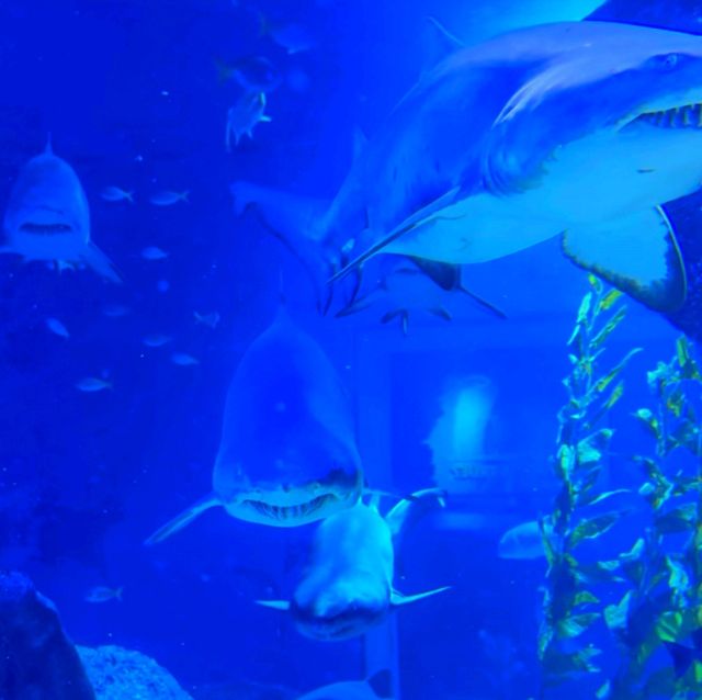 SEA LIFE Bangkok Ocean World