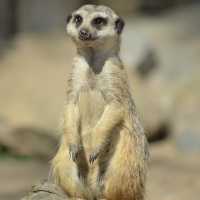 Lovely animal in Tierpark…Greifswald