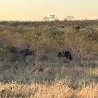 Kruger National Park