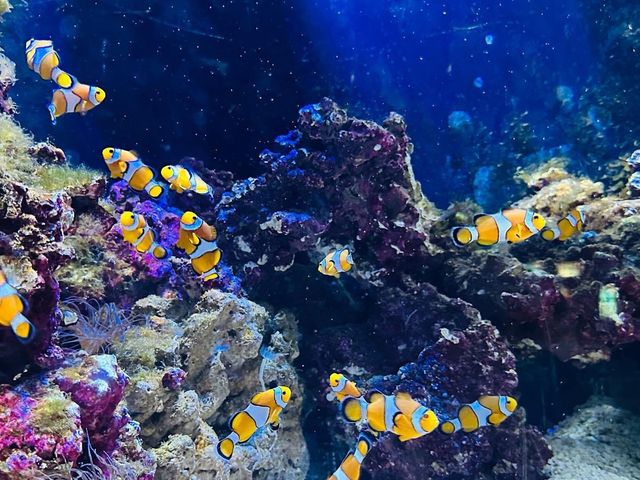 Aquàrium Barcelona 🐟🐬