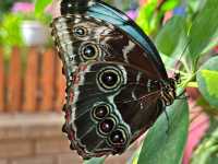 Dubai Butterfly Garden 🗺️