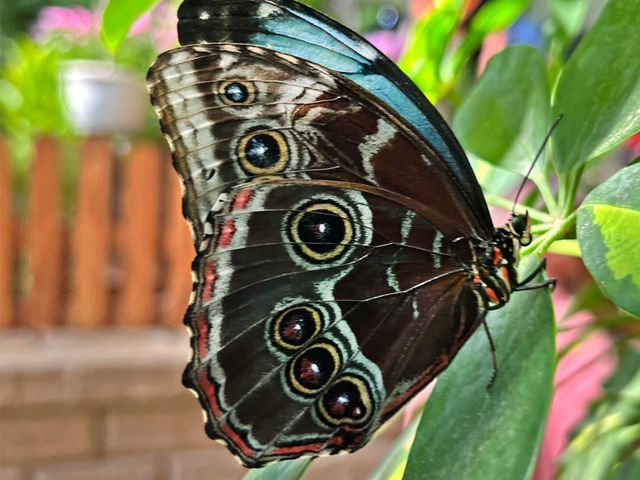 Dubai Butterfly Garden 🗺️