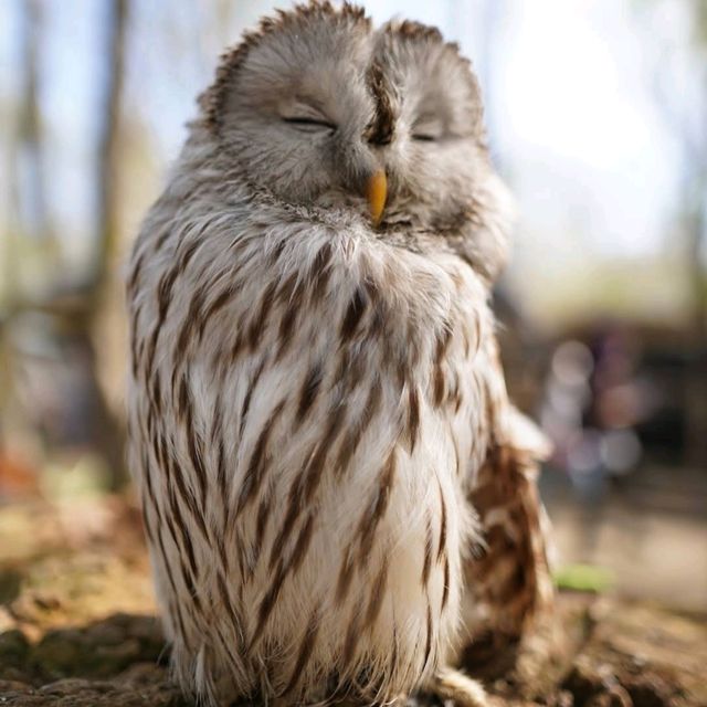 🦘札幌北部野生動物園🦔日本最危險的動物園