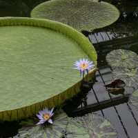 London ｜ Must visit royal garden in London
