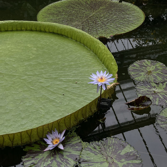 London ｜ Must visit royal garden in London