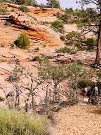 said: 🏜️ Zion National Park – Nature’s Ultimate Adventure Park!