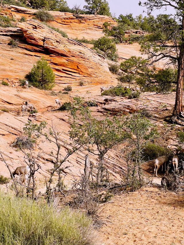 said: 🏜️ Zion National Park – Nature’s Ultimate Adventure Park!