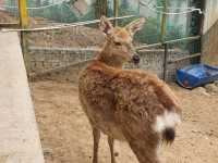 Must-visit places in Anshan Zoo