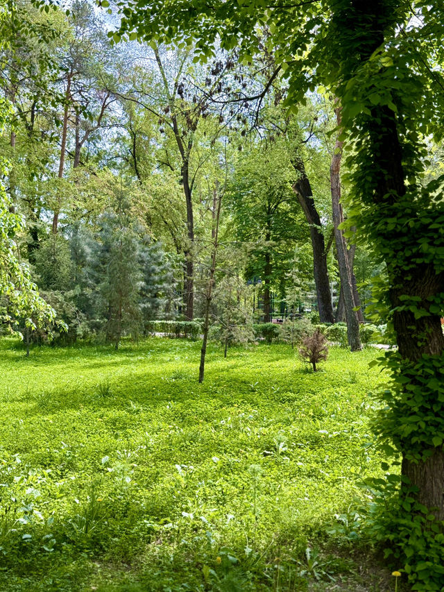 Spring Stroll at Pine Park, Almaty