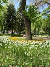 Spring Vibes at Tattybübü Tursunbayeva Garden Square, Bishkek