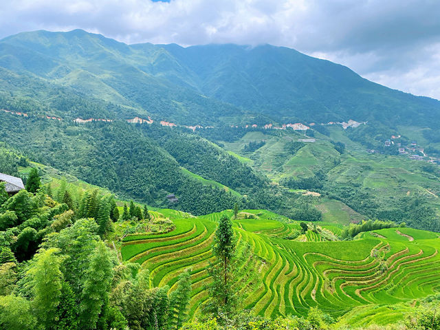 🌾 Stairway to Heaven: LongJi’s Golden Rice Terraces 🌄