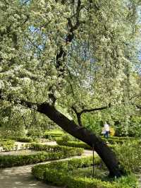 ๐ธ Tulips and Tranquility