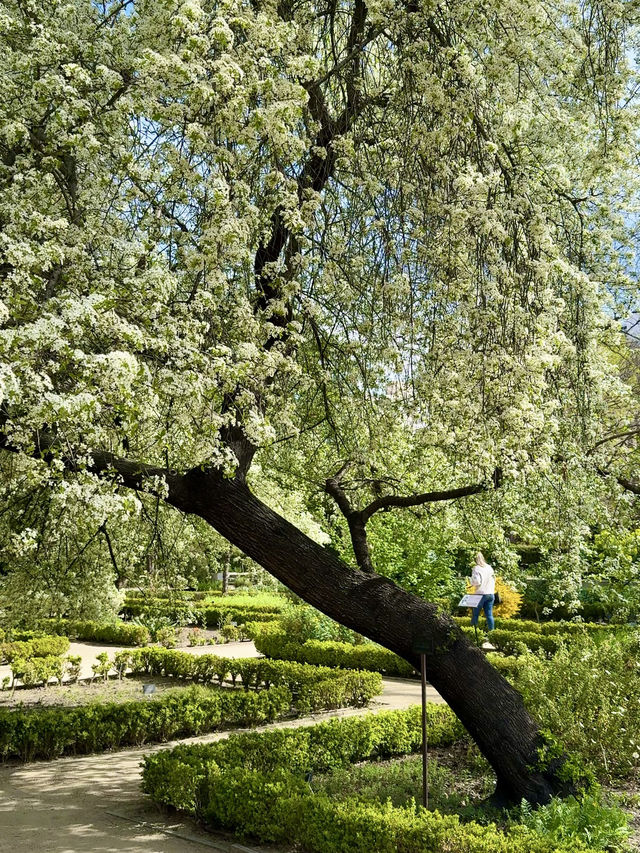 ๐ธ Tulips and Tranquility ๐ธ Tulips and Tranquility