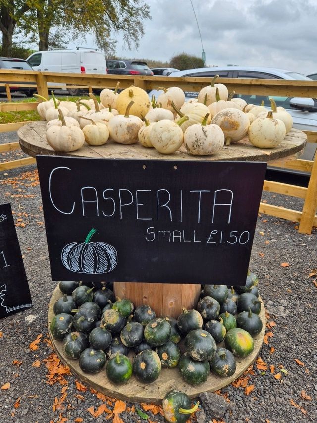 Stouslie Farm Pumpkin Patch, Hawick – A Scenic, Family-Friendly Autumn Adventure