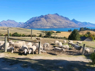 Deer Park Heights — A Panoramic Paradise Overlooking Queenstown and a Haven for Animals