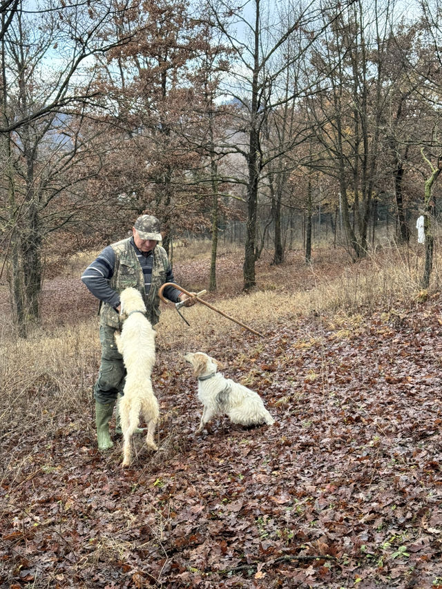 Magical morning in Alba hunting truffle