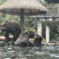 Fun experience at Shenzhen Safari Park