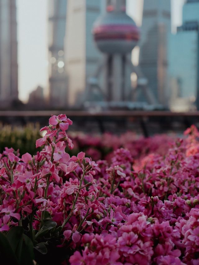 Sakura Season in Shanghai🌸🌷