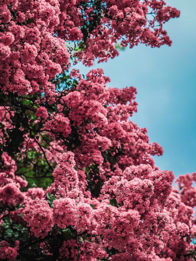 去紫薇瀑布下淋一場花雨🌸