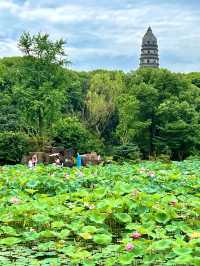 【蘇州】蓮の花が美しい夏の虎丘