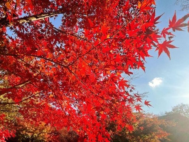 Danzawa Oyama Maple Leaf