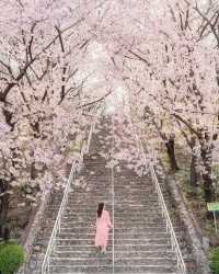 Daegu's cherry blossom viewing spots summary