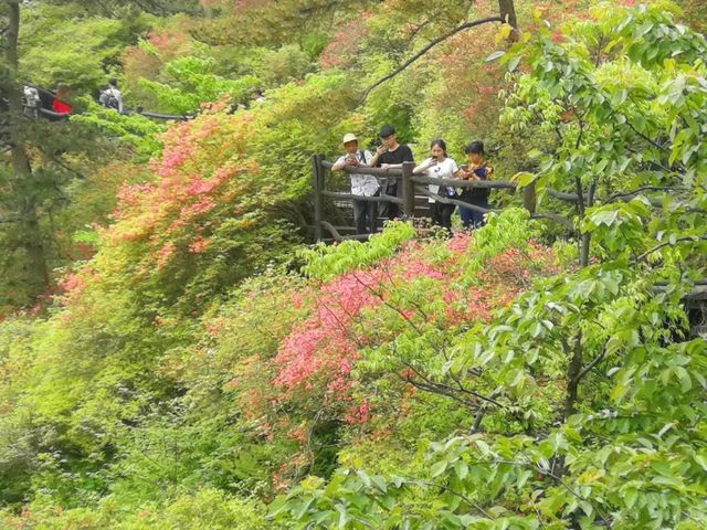 In Ma'cheng, Hubei, the 100,000 mu azalea forest on Guifeng Mountain is in full bloom, and its vast area is unparalleled in China.