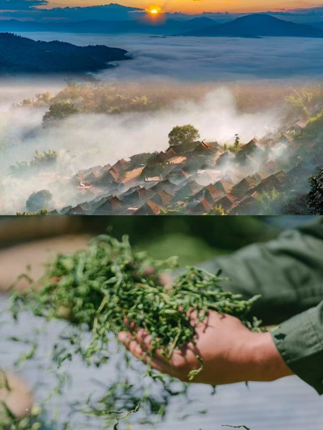 景迈山雲海|又是被大自然震撼的一天！