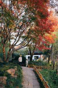 發現上海｜奉賢古華園，這裡的紅葉也很美