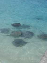馬爾代夫選島·居民島