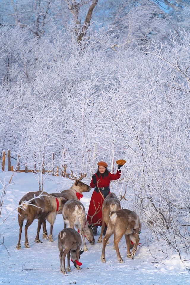 剛從來長白山雪嶺回來，強烈推薦小土豆寶們