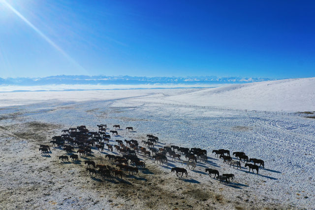 昭蘇，“天馬故鄉”，冰雪之旅不一般！