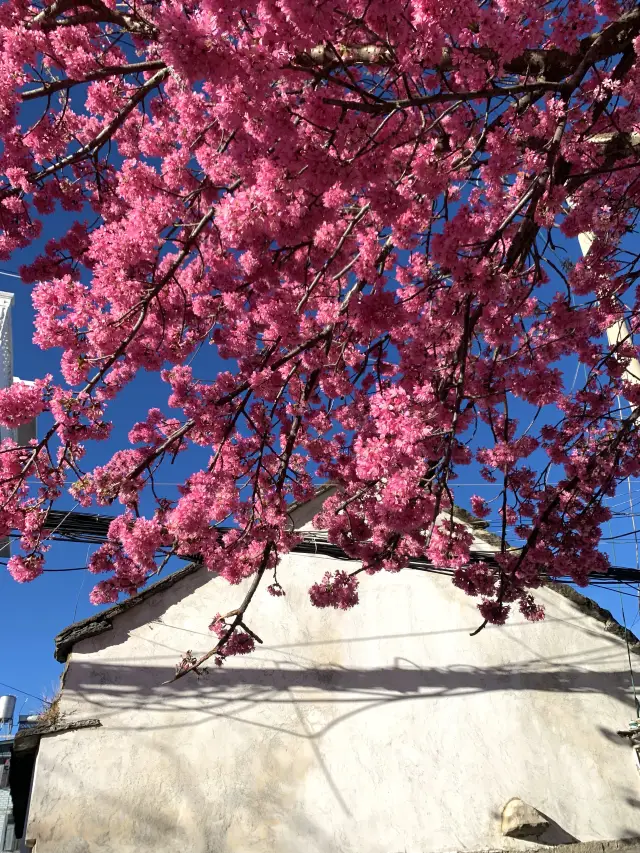 大理古城附近的櫻花  這裡最好看！