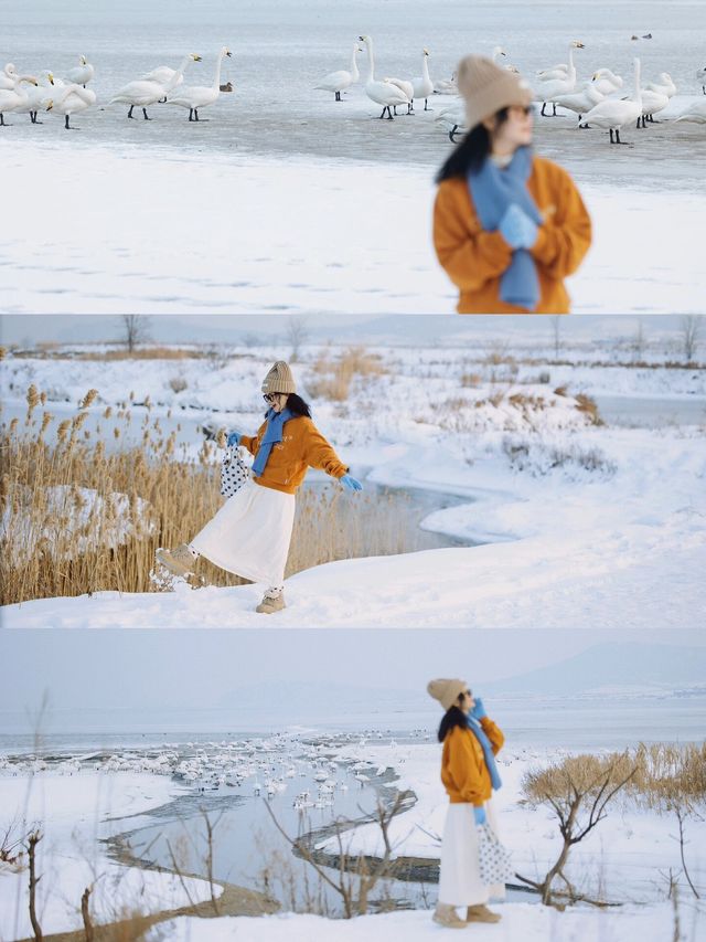 為什麼說冬天一定要去趟威海
